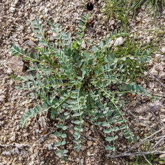 Astragalus lentiginosus maricopae