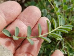 Astragalus lentiginosus maricopae