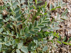 Astragalus lentiginosus maricopae