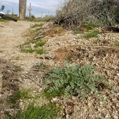 Astragalus lentiginosus maricopae