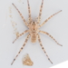 Shoreline Wolf Spider - Photo (c) Russell Pfau, some rights reserved (CC BY-NC), uploaded by Russell Pfau