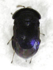 Scutellista caerulea