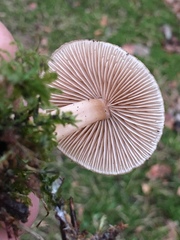 Fungi