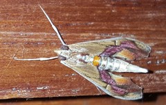 Agathodes designalis