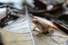 Incilius valliceps