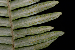 Prosaptia celebica