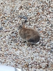 Sylvilagus audubonii