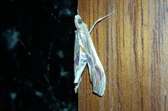 Agathodes designalis