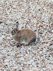 Sylvilagus audubonii