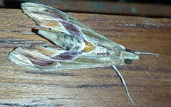 Agathodes designalis