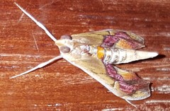 Agathodes designalis