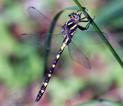Cordulegaster bilineata