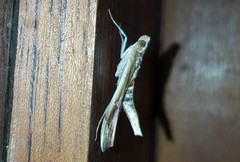 Agathodes designalis