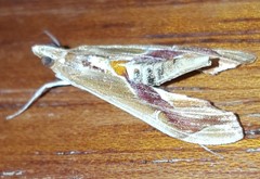 Agathodes designalis