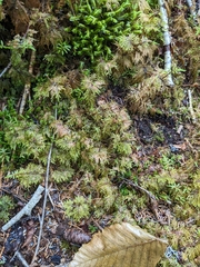 Hylocomium splendens image
