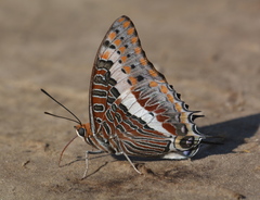 Charaxes saturnus saturnus