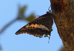 Charaxes saturnus saturnus