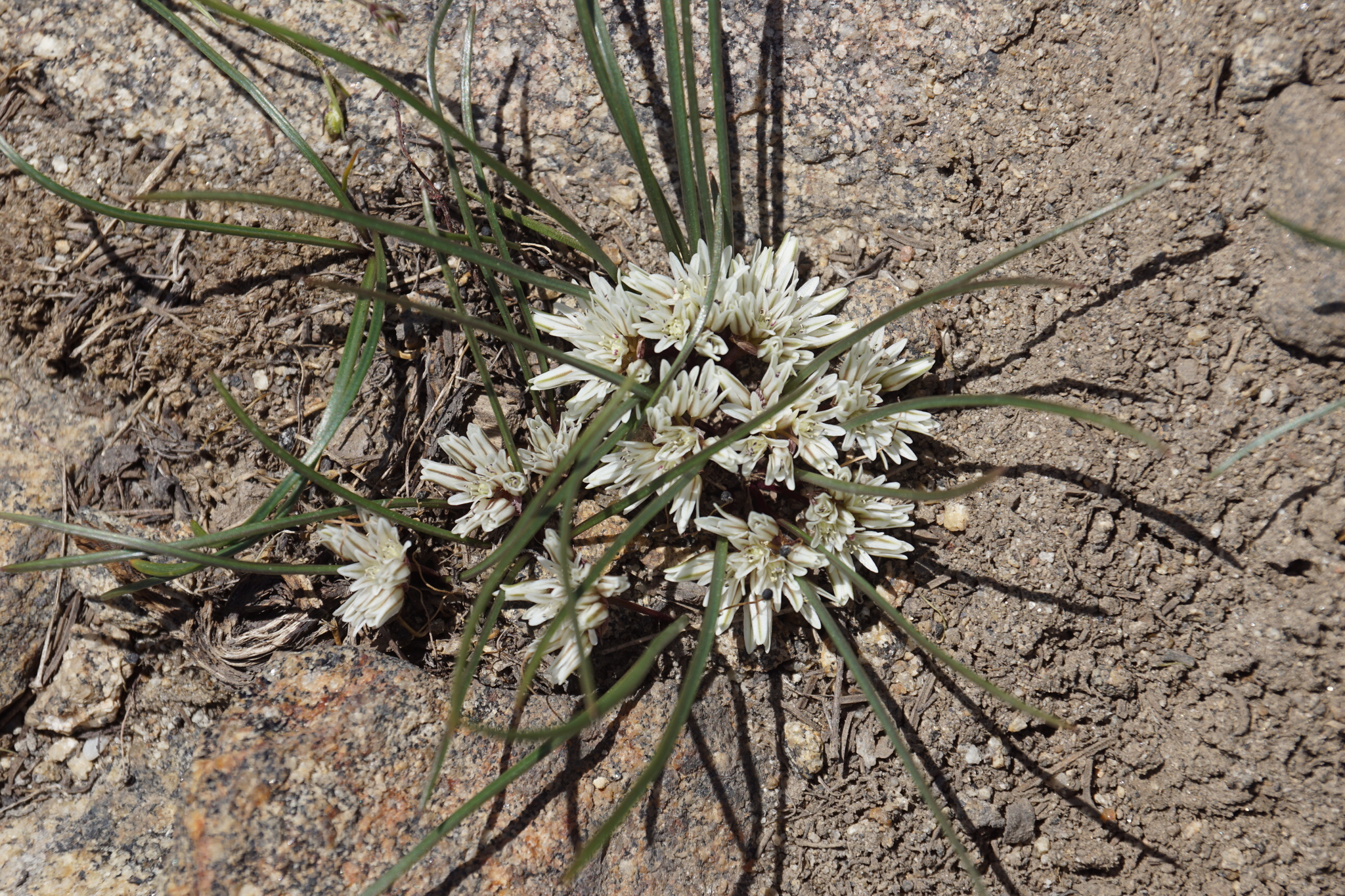 Allium simillimum