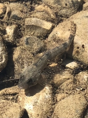 Columbia Slimy Sculpin