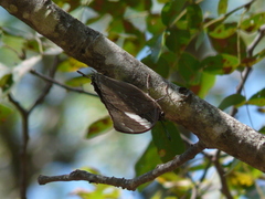 Charaxes bohemani