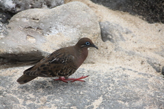 Zenaida galapagoensis