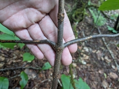 Viburnum lantanoides image