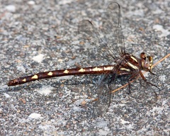 Cordulegaster bilineata