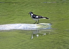 Grallina cyanoleuca