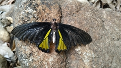 Troides minos