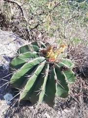 Ferocactus echidne
