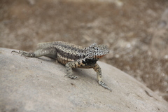 Microlophus barringtonensis