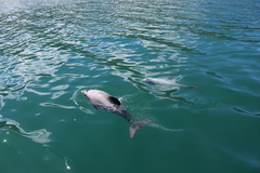 Cephalorhynchus hectori