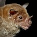 Pale Spear-nosed Bat - Photo (c) delmer jonathan, some rights reserved (CC BY-NC), uploaded by delmer jonathan