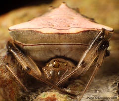 Verrucosa undecimvariolata