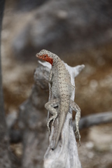 Microlophus barringtonensis