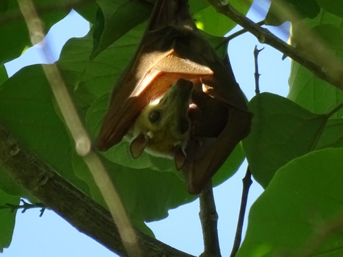 Gambian Epauletted Fruit Bat