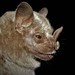 Jamaican Fruit-eating Bat - Photo (c) delmer jonathan, some rights reserved (CC BY-NC), uploaded by delmer jonathan