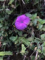 Dianthus palinensis