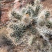 Blue Diamond Cholla - Photo (c) Corey Lange, some rights reserved (CC BY-NC), uploaded by Corey Lange