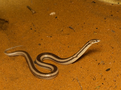 Toliara Smooth Snake