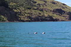 Cephalorhynchus hectori