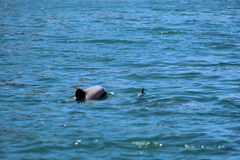 Cephalorhynchus hectori