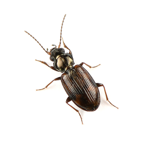 Timid Riverbank Ground Beetle