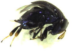 Scutellista caerulea