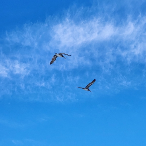 Brown Pelican photographed in Washington