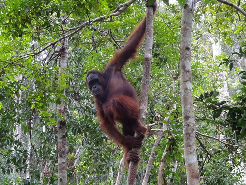 Bornean Orangutan, photo 5 of 7
