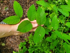 Apocynum androsaemifolium image