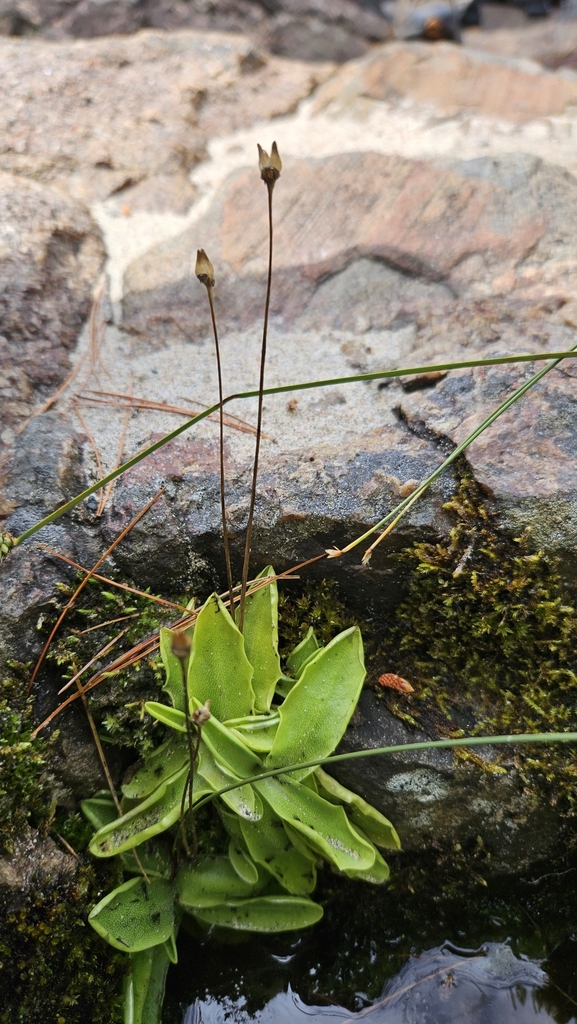 Common Butterwort from Algoma, North Part, ON, Canada on