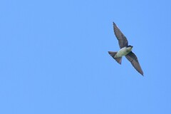 Tachycineta bicolor image