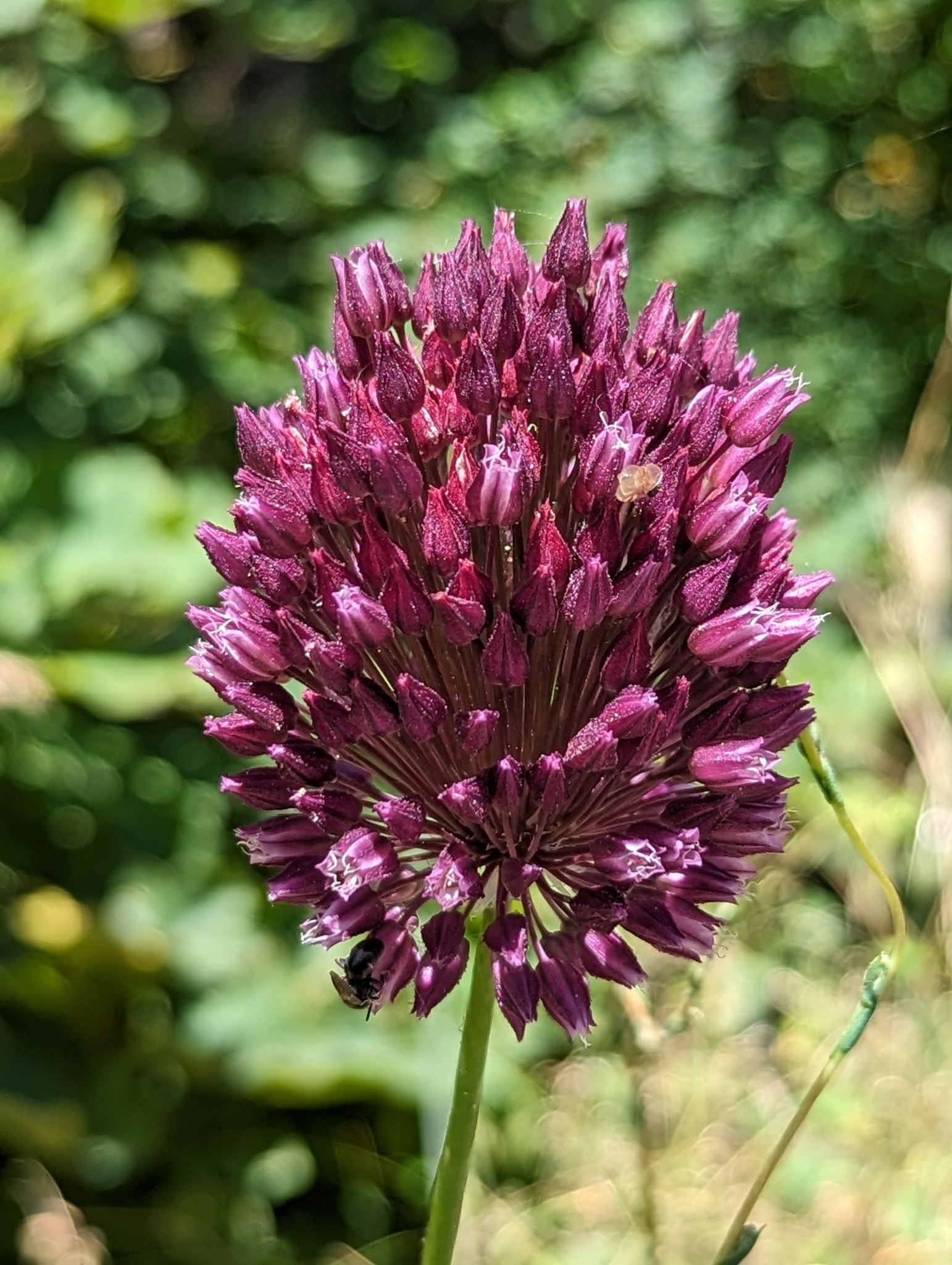 Allium rotundum